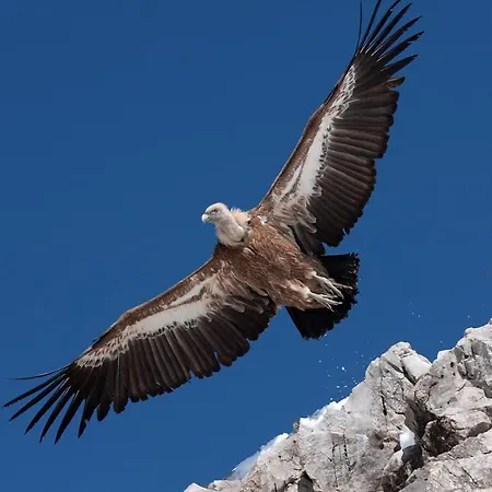 Zlatarske Brvnare Zlatar *